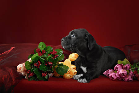Black puppy of breed the cane Corso Italiano on a red backgroundの写真素材