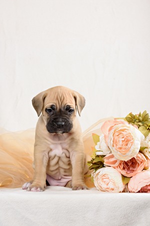 Cane Corso puppy bright red color with a bouquet of flowers peoniesの写真素材