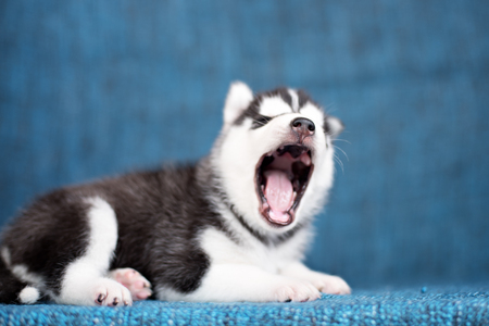 A beautiful Husky puppy with pretty blue eyes on a blue background.の写真素材