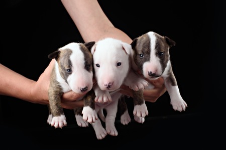 three Bull Terrier puppies with black studio shotの写真素材