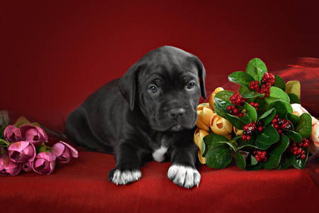 puppy breed Italian Cane Corso with studio shotの写真素材