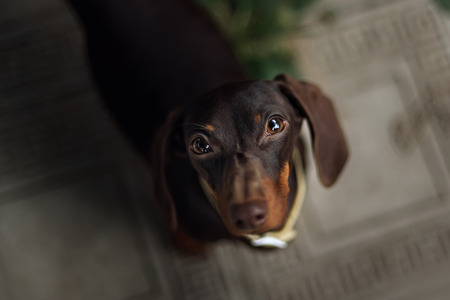 Pet Dachshund Standing on Looking Up big eyesの写真素材