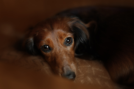 Longhair dachshund dog lying down and big eyesの写真素材