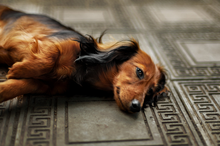 Longhair dachshund puppy lying down in outdoorの写真素材