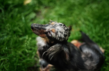 Pet Dachshund Standing on Looking Up big eyesの写真素材