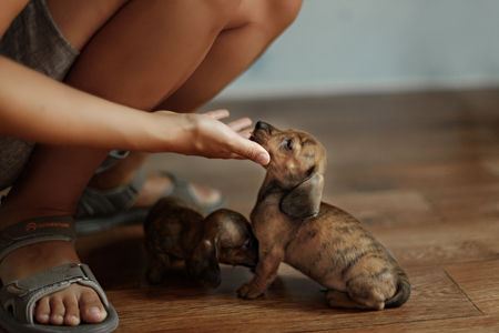 very small puppies of smooth haired dachshunds play at homeの写真素材