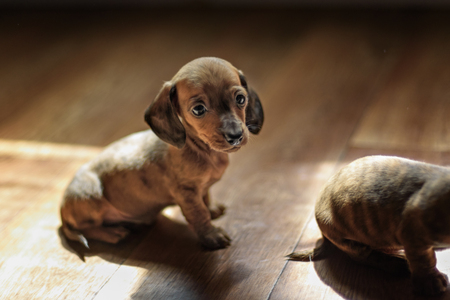very small puppies of smooth haired dachshunds play at homeの写真素材