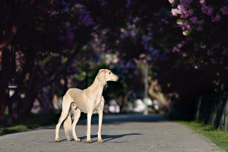 The portrait of Saluki dog in the garden summer dayの写真素材
