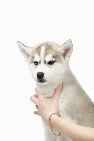 Cute little siberian husky puppy on white backgroundの写真素材