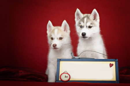 Cute siberian husky puppies above banner on red background