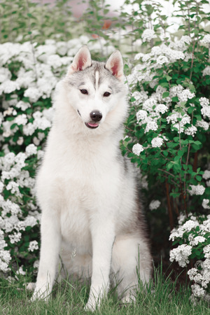 Beautiful Siberian Husky dog portrait in gardenの写真素材