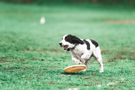 A picture of a fast dog running on the grassの写真素材