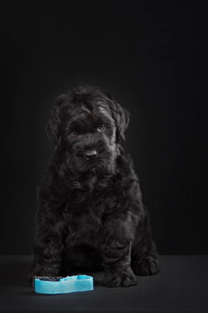 animal, dog breed, pet, puppy big black terrier n dark studioの写真素材