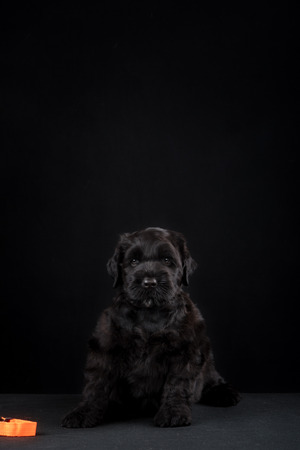 animal, dog breed, pet, puppy big black terrier n dark studioの写真素材