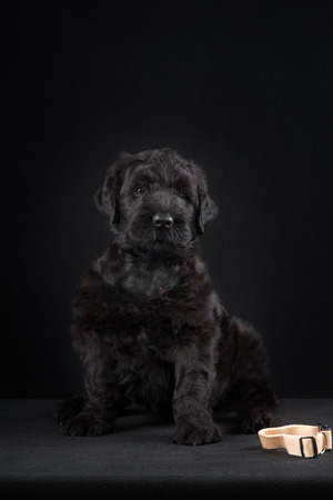 animal, dog breed, pet, puppy big black terrier n dark studioの写真素材