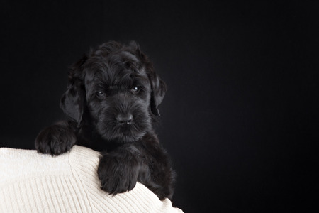 animal, dog breed, pet, puppy big black terrier n dark studioの写真素材