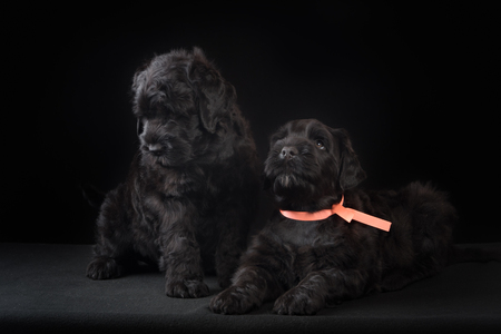 animal, dog breed, pet, two puppy big black terrier n dark studioの写真素材