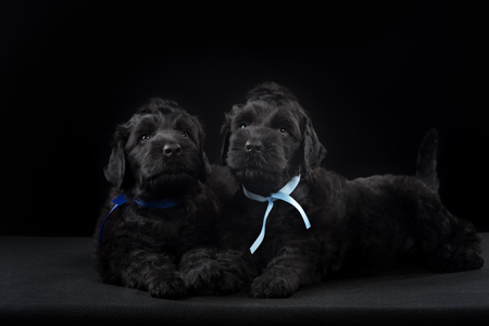 animal, dog breed, pet, two puppy big black terrier n dark studioの写真素材