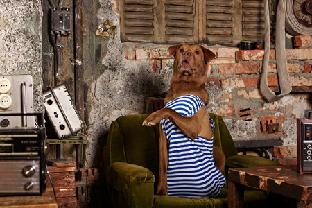 dog radioman in retro style tudio shotの写真素材