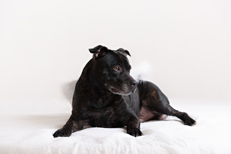 American Staffordshire Terrier head portrait. Image taken in a studio against white background.の写真素材