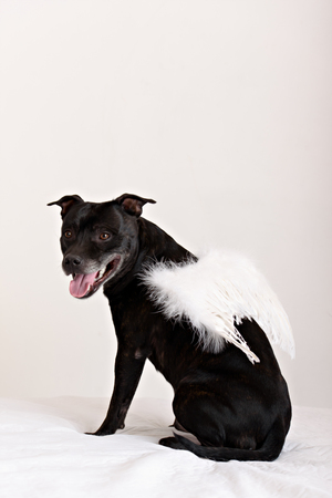American Staffordshire Terrier head portrait. Image taken in a studio against white background.の写真素材