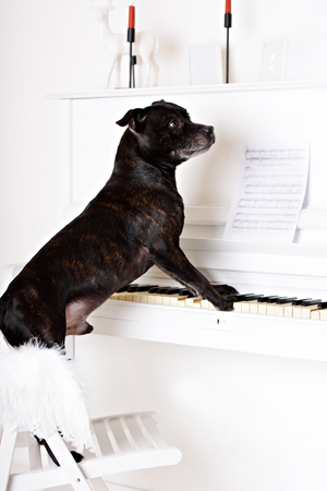 American Staffordshire Terrier head portrait. Image taken in a studio against white background.の写真素材