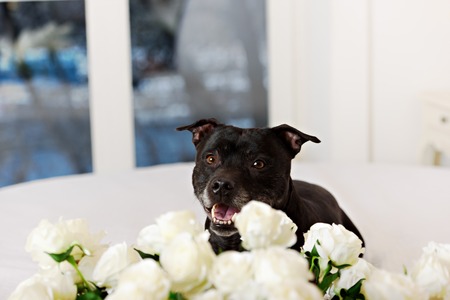 American Staffordshire Terrier head portrait. Image taken in a studio against white background.の写真素材
