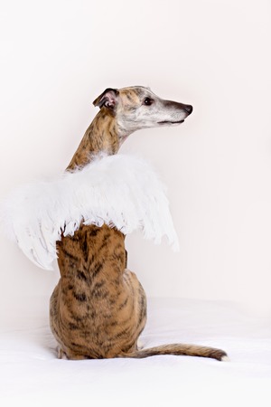 Whippet dog. Portrait on a white background in romantic studioの写真素材
