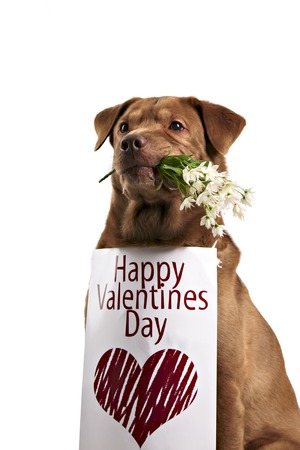 Labrador retriever dog above banner or sign, isolated on whiteの写真素材