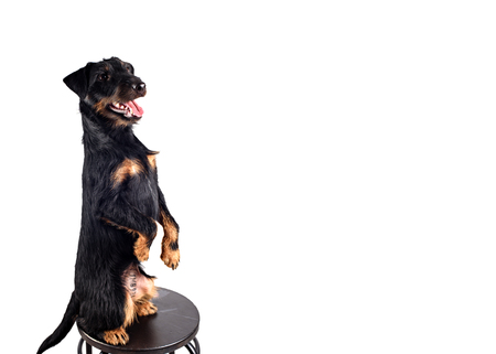 Jack russel terrier studio shot in white isolate background