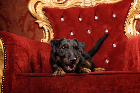 Black Yagd Terrier on royal red interior backgroundの写真素材