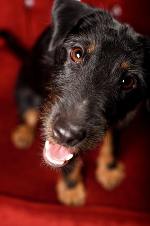 Black Yagd Terrier on royal red interior backgroundの写真素材