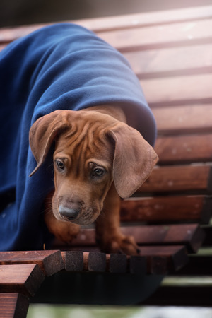 Beautiful dog rhodesian ridgeback hound puppy outdoors on a fieldの写真素材
