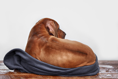 Beautiful dog rhodesian ridgeback hound puppy outdoors on a fieldの写真素材