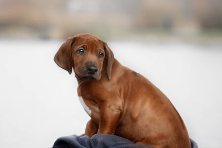 Beautiful dog rhodesian ridgeback hound puppy outdoors on a fieldの写真素材