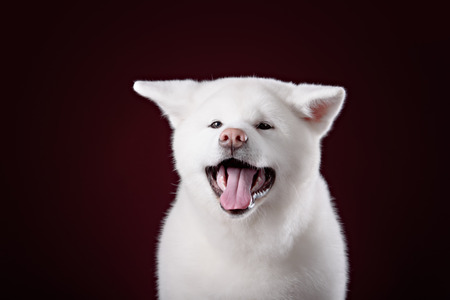 Beautiful Akita Inu puppy in dark studio shotの写真素材