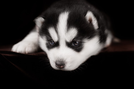Little puppy Siberian Husky, close-up portrait in dark studioの写真素材