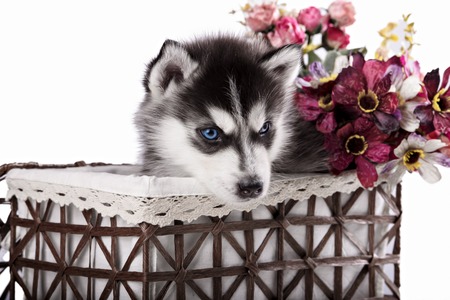 Adorable black and white with blue eyes Husky puppy. Studio shot. Isolated on white background.の写真素材