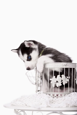 Adorable black and white with blue eyes Husky puppy. Studio shot. Isolated on white background.の写真素材