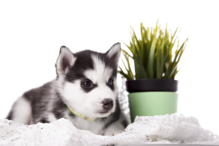 Adorable black and white with blue eyes Husky puppy. Studio shot. Isolated on white background.の写真素材