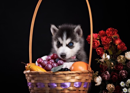 Husky dog puppy one month old in a basket over black backgroundの写真素材