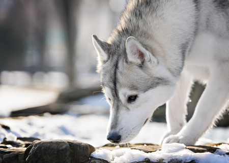 Portrait of siberian husky sled dog at snowy winterの写真素材