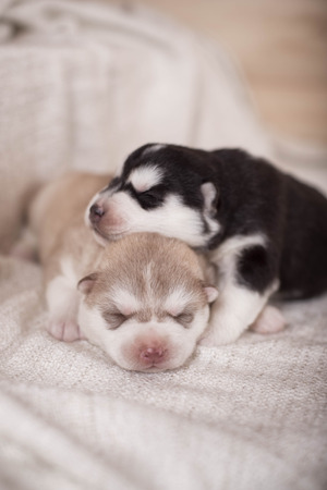 cute little newborn husky lying together and sleeping.  The little puppies are two weeks of age.の写真素材