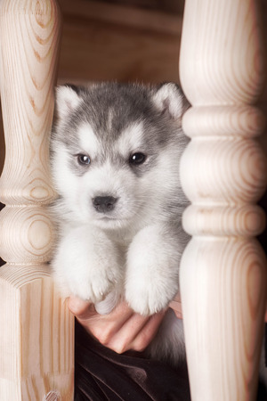 One puppy dog of siberian husky breed  on wooden floor with wood backgroundの写真素材