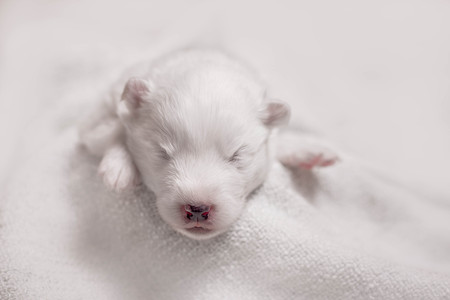 Adorable sleeping puppy, 1 week old puppyの写真素材