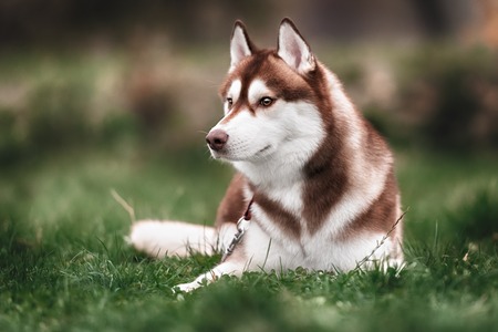 Siberian husky dog outdoors. Portrait of a husky dog . Close-up.の写真素材
