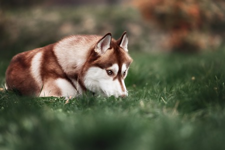 Siberian husky dog outdoors. Portrait of a husky dog . Close-up.の写真素材