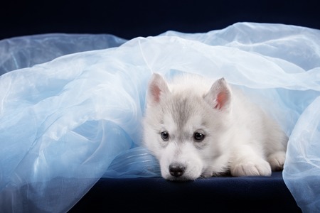 Cute little puppy of syberian husky in studioの写真素材