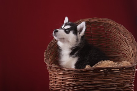 Very cute puppy Husky in the Studio with decorations and flowers. The photo for congratulation and celebrationの写真素材