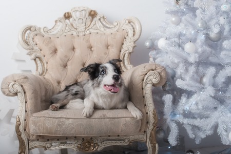 Border collie dog lying down on white Christmas lights looking hopeful wishful believing celebratory concernedの写真素材